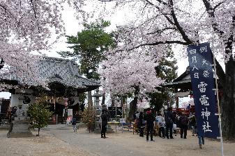 桜が満開の雷電神社境内