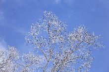 雪がついた木の枝と青空の写真