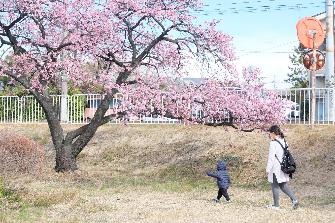 散歩しながら花見を楽しむ親子