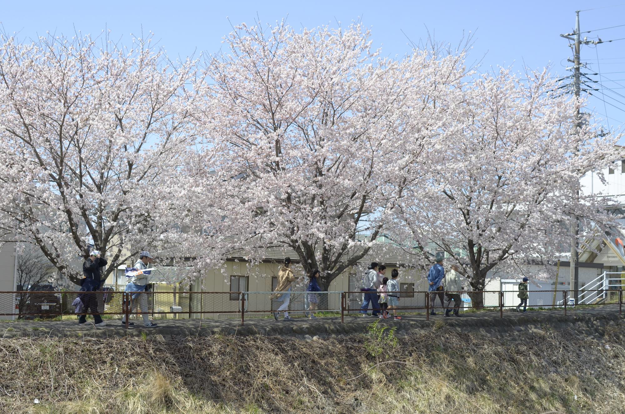 お花見ウオーク