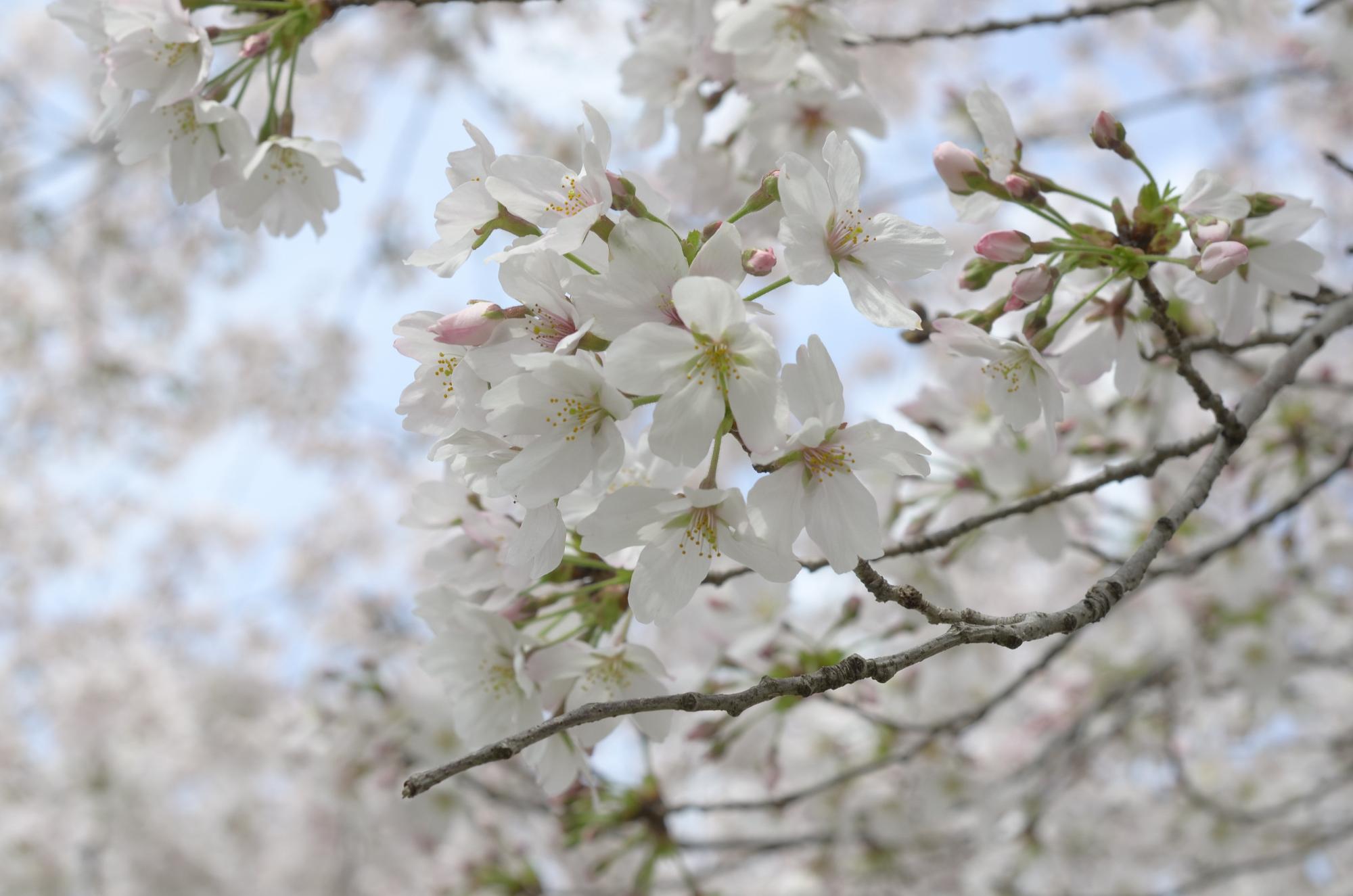 花が咲いている桜の写真