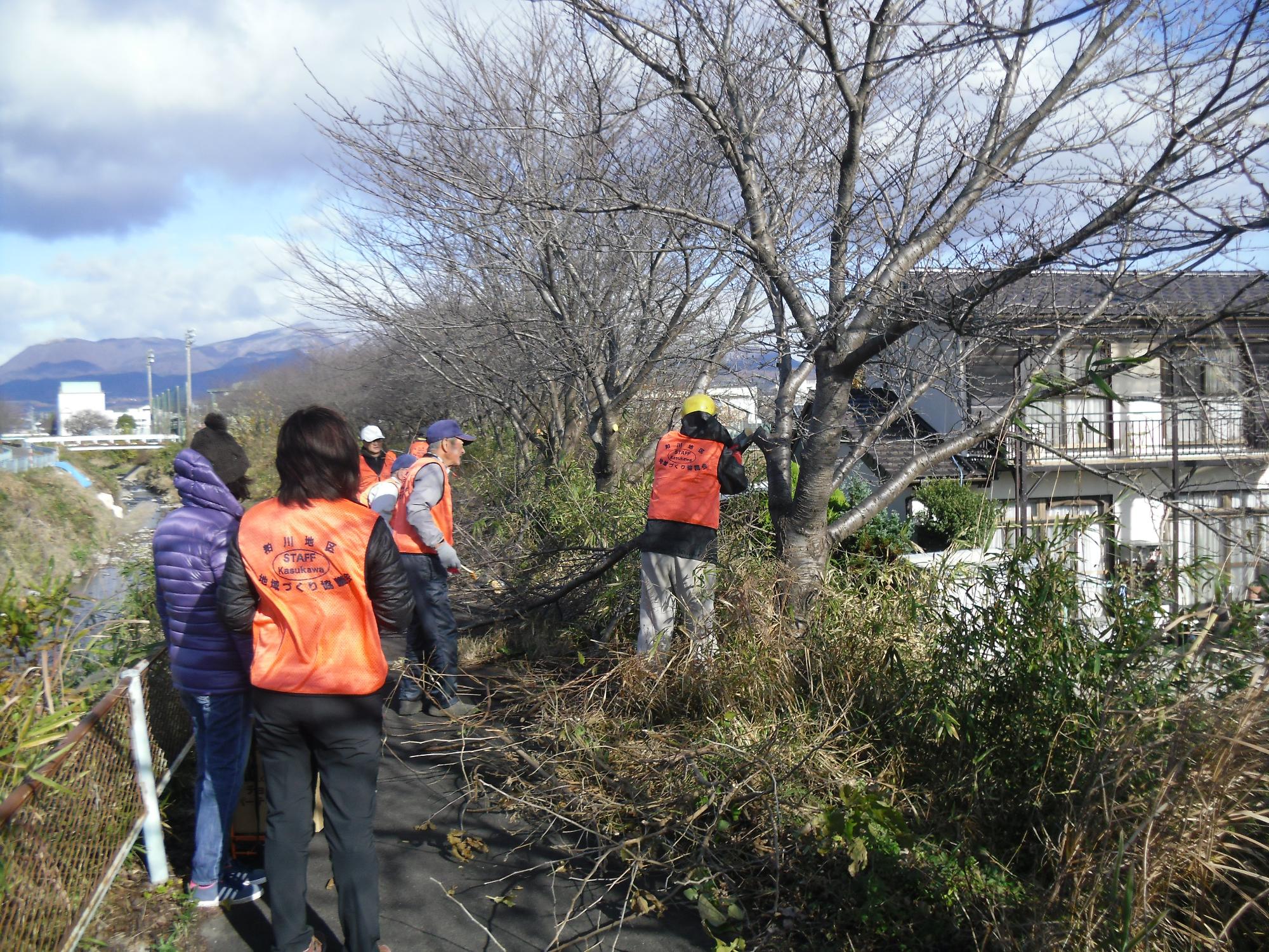 桜の枝剪定の様子1