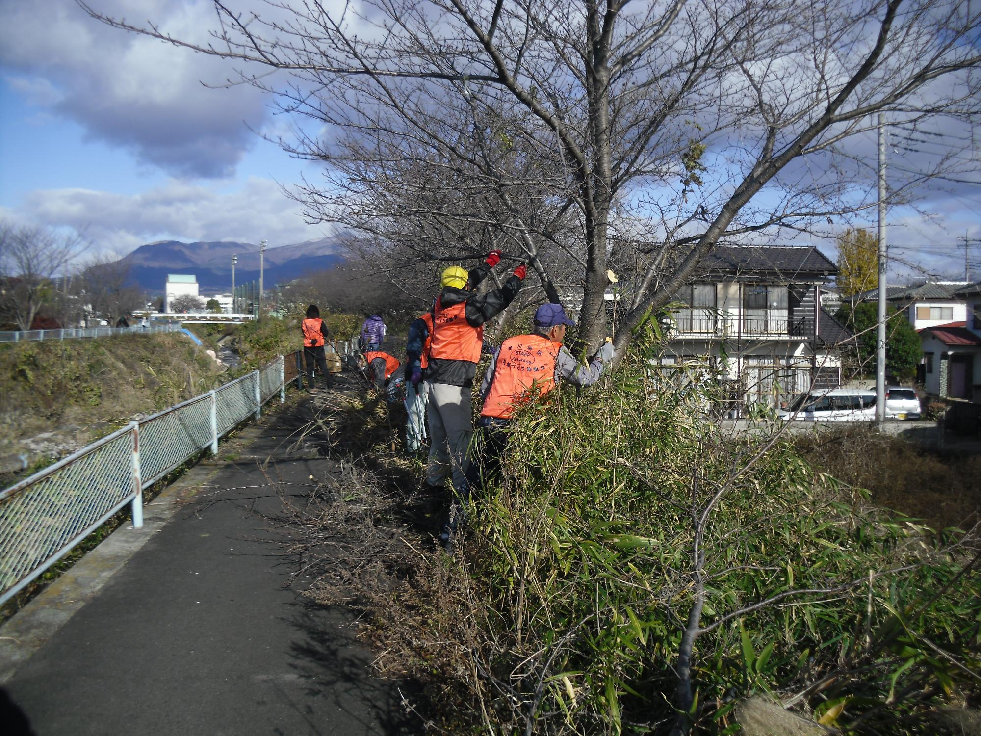 桜の枝剪定の様子2