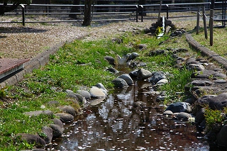 むつみ川