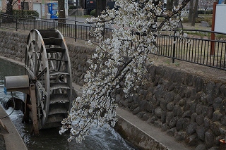 フラバラヨシノ（桜）の写真