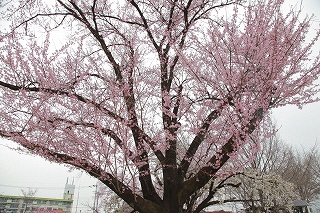 エドヒガン（桜）