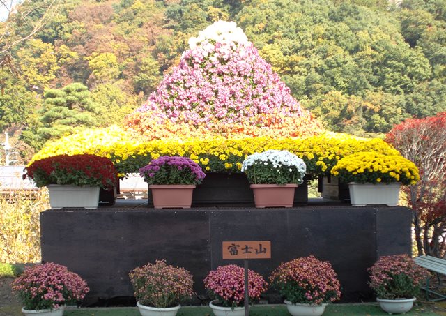 富士山の形をした特殊作りの見事な菊