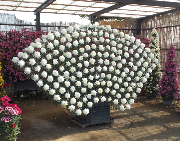 扇型をした大作りの菊
