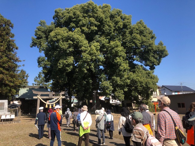 六供八幡宮境内の楠木の前を歩く参加者の写真