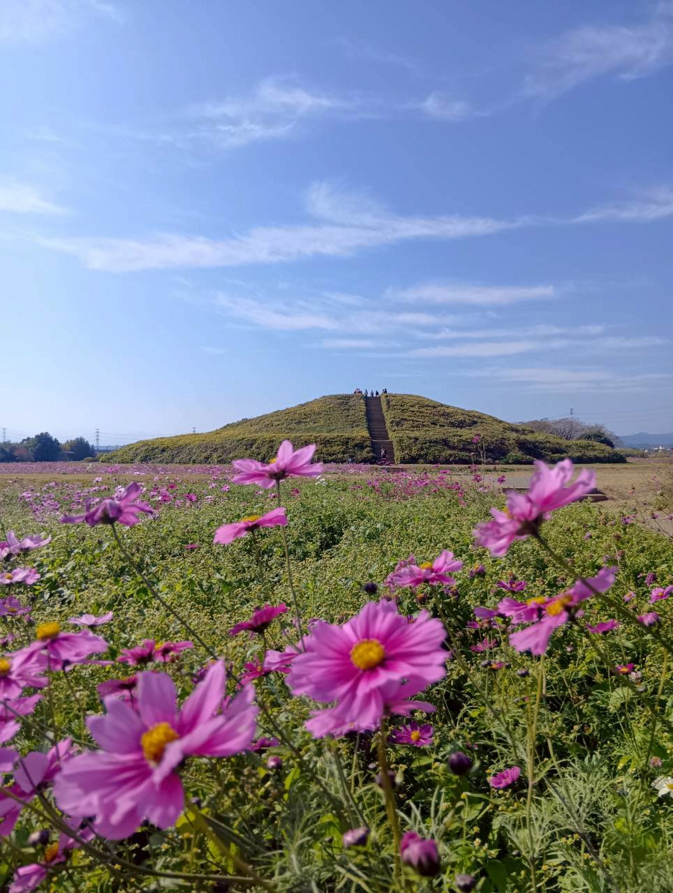 二子山古墳とコスモス