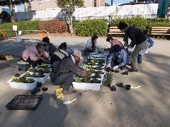 プランターへの花の苗植え作業