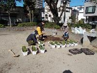 プランターに花植え