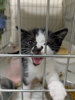 動物愛護団体支援クラウドファンディング画像2