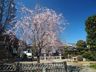 長善寺内の桜の写真