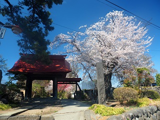 養林寺の桜の写真