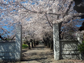 金蔵院の桜の写真