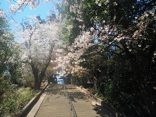 大胡神社参道の桜の写真