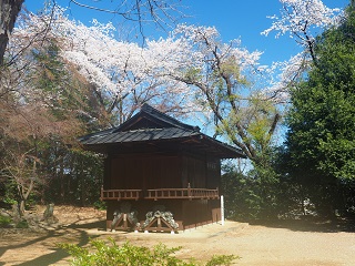 大胡神社境内内の桜の写真
