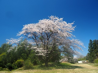 大胡城址二の丸跡の桜の写真