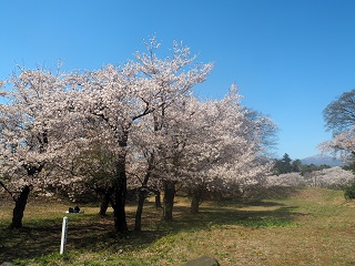 大胡城址本丸跡の桜の写真