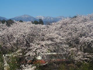 桜と大胡城址本丸跡より赤城山を望む写真