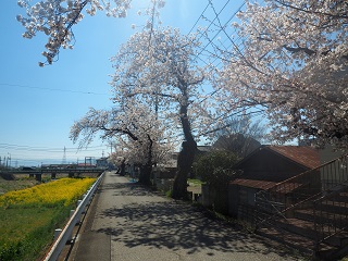 荒砥川沿いの桜の写真