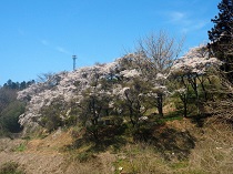 ソーラーエコぐりーんふらわー牧場の桜