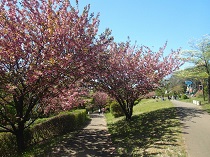 ソーラーエコ大胡ぐりーんふらわー牧場の八重桜の写真