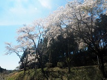 ソーラーエコぐりーんふらわー牧場の桜