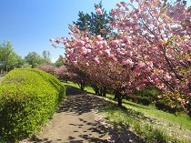 ソーラーエコ大胡ぐりーんふらわー牧場の八重桜の写真