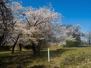 大胡城本丸跡の桜