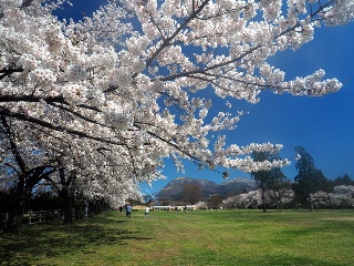 桜並木の写真