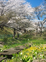 ソーラーエコぐりーんふらわー牧場の桜