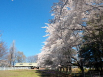 ソーラーエコぐりーんふらわー牧場の桜