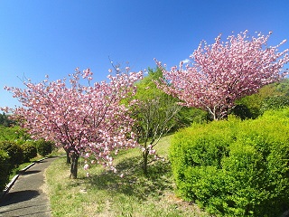 ぐりーんふらわー牧場・大胡での八重桜の写真