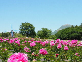 ぐりーんふらわー牧場・大胡での芍薬が咲く写真