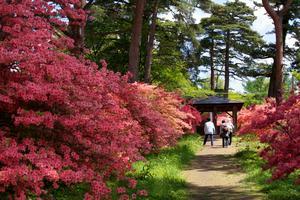 赤城神社参道松並木とヤマツツジ 平成24年5月12日撮影の写真