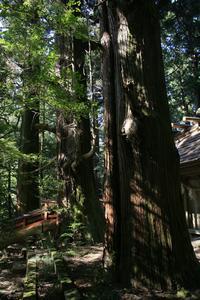 赤城神社たわら杉の写真