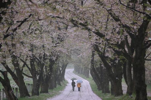 撮影した作品「花びらのジュウタン」の写真