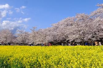 平成29年4月16日撮影の赤城南面千本桜と菜の花
