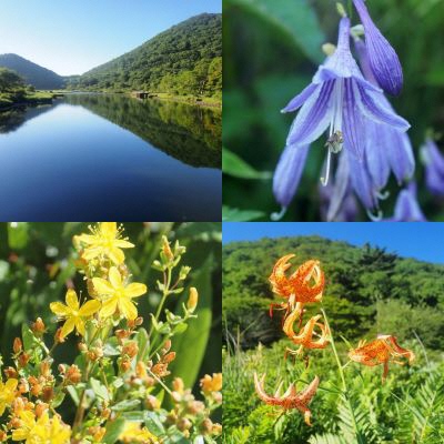 赤城山、覚満淵の山野草の写真