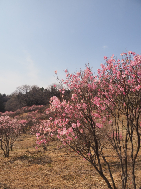 アカヤシオ開花