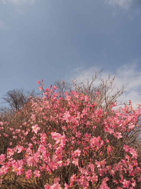 花の見頃時期のアカヤシオ