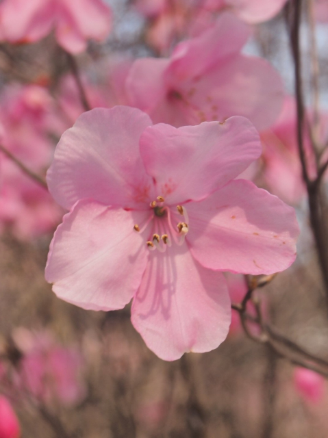 アカヤシオの花
