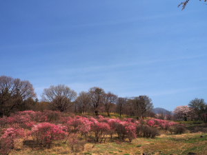 アカヤシオの丘の写真
