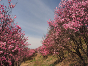 アカヤシオの丘の写真