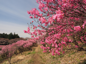 アカヤシオの丘の写真