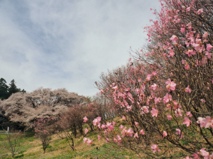 アカヤシオの丘の写真