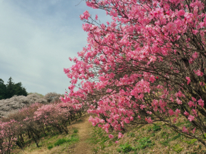 アカヤシオの丘の写真