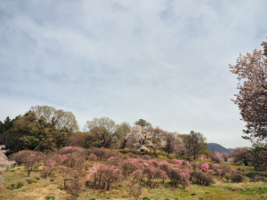 アカヤシオの丘の写真